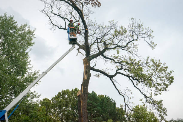 Reliable Heron Bay, GA  Tree Services Solutions